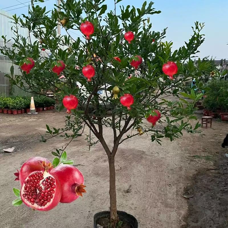 Pomegranate Tree Saplings Tunisian Soft Seed Pomegranate Seedlings Potted Courtyard Fruit Tree Extra Large Soilless Seedless Sweet Pomegranate Saplings
