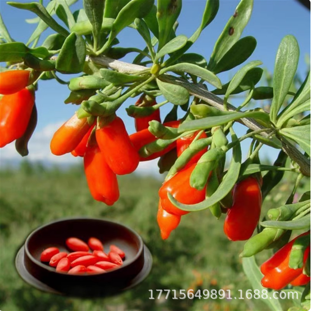 正宗宁夏枸杞王 枸杞树苗(宁杞7号)产量高 当年结果盆栽果树果苗
