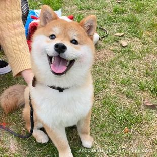 ���N��Ȯ����С���pѪ�y��Ȯ��Ȯ���w����Ȯ��������ȮС�ͻ��ﹷ