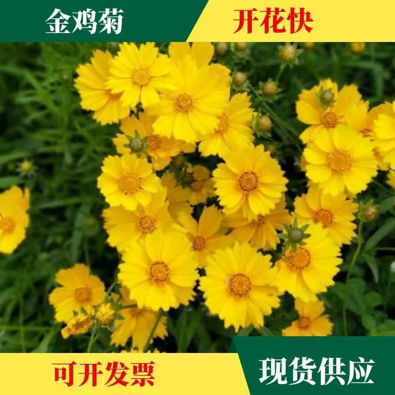 Оптовые многолетние семена хризантемы семена кореопсиса разноцветный камень Бамбук Большой Цветок кореопсис многолетний февраль семена орхидеи