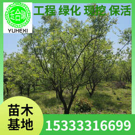 文冠果树 状元树 果树 小区园林绿化树 市政工程树