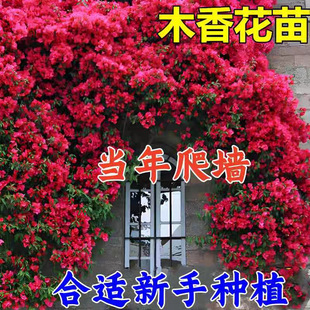 �ش���tľ�㻨���ļ��_������ֲ����Sľ�㻨������ͥԺ���㻨��