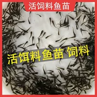1688活体鱼苗批发攻略