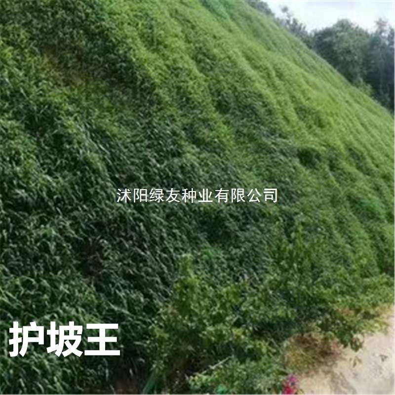 O1CN01mcEUvz1YNZTCwK6a2_!!0-ra