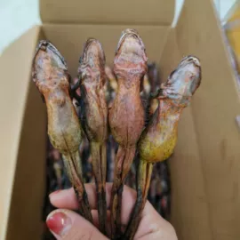 参类滋补品;灵芝;代用/养生茶