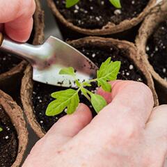 Seedling Pot Paper Pulp Cup Garden Biodegradable Bowl Plant Germination Planting Tools Amazon AliExpress