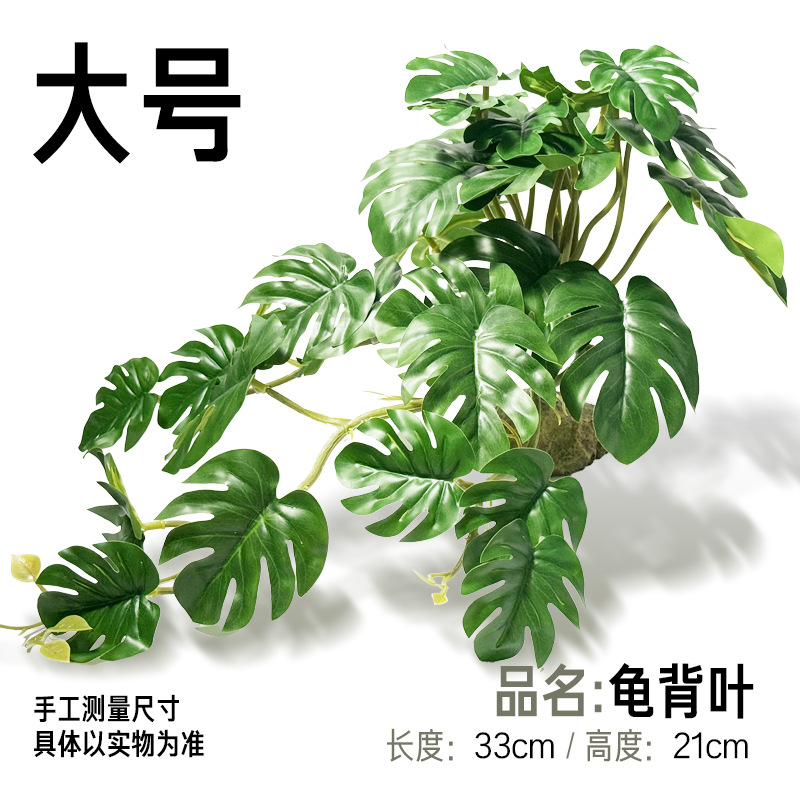 큰 거북잎