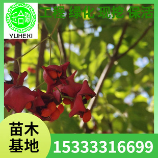 Golden Silk Hanging Butterfly, Landscaping Landscape Tree, Silkwood, Peach Leaf Arborvitae, Villa Courtyard Landscape Tree