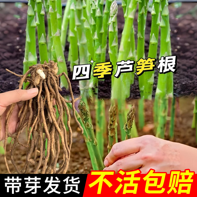Freshly Dug Asparagus Root Seedlings, New Asparagus Seedlings for Planting in All Seasons, Vegetable Seedlings for Consumption, Garden Seedlings, Potted Asparagus Seeds