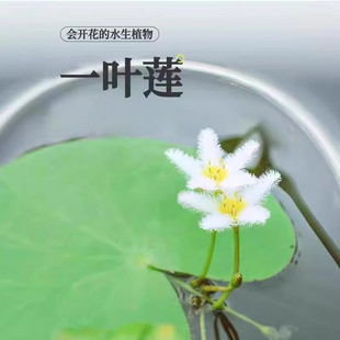 һ�~ɏˮ��ֲ���ˮ���~���쾰����ˮ�|�҃�����ˮ���Gֲ���B��