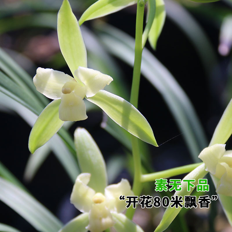 Hydroponic Orchid Potted Indoor Easy-To-Care-For Cold-Resistant Fragrant Orchid Precious Flower with Buds