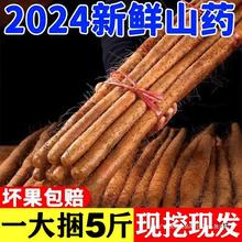 铁棍山药新鲜小白嘴垆土山药铁杆山药焦作温县粉糯甜蔬菜整箱批发
