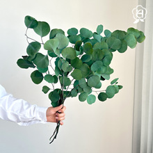 永生苹果叶桉树叶尤加利叶家居插花diy永生花小清新绿植背景ins风