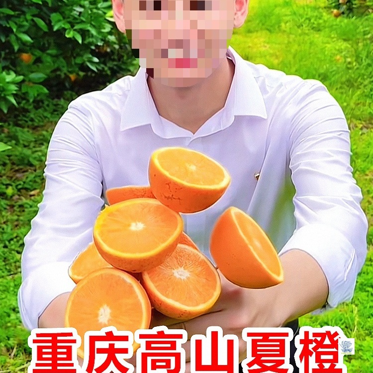 高山夏橙应当季孕妇水果正宗新鲜橙子秭归现摘果冻冰糖甜酸橙包邮