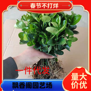 ����������~�S��ͥԺ�h�����f�����ͺ�С�^�����ļ�����G����ľ