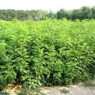 护坡灌木种子刺槐紫穗槐树种子洋槐胡枝子车桑子银合欢猪屎豆木豆-阿里巴巴