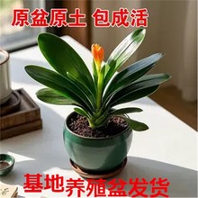 ����Ʒ���]�������m�������҃Ⱥ��B�׻�����m��������Gֲ����