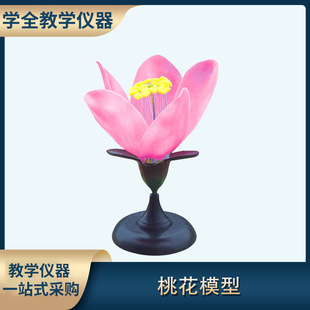 Peach blossom model junior and senior high school biology experiment teaching demonstration science and education instrument flower recognition type
