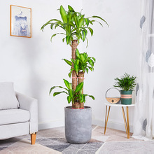 ����ľ���Խ��İ����F���辰�҃��k���ҼҾӴ���ֲ�����¿՚�Gֲ