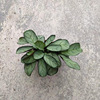 The base is directly supplying the potato potted blue -patterned double -line blue lotus green apple silver spots and other leaf -viewing plants to transport and support