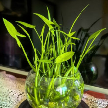 茨菇种根水培阳台户外茨菇种苗水族水装饰花卉