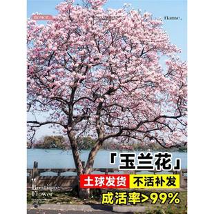 ���m�����䎧�����ͺ�ͥԺ����G��ֲ����ϏV���m���绨������