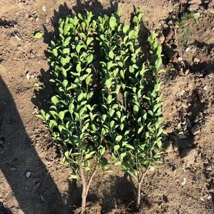 Nutrition Cup Large-Leaf Boxwood, Holly Arborvitae, Nursery Supplies Various Greening Seedlings Large-Leaf Boxwood Hair Balls