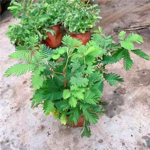 ���߲�С�����҃��ֲ̨���ļ������׷N�������߲ݺ��߲�Ȥζֲ��