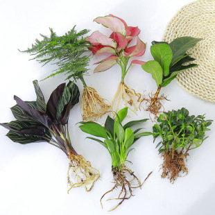 ֲ��Gֲˮ�B���ƻ�����������G�}�k���Ҹ��F������՚�M�ϼҾ�