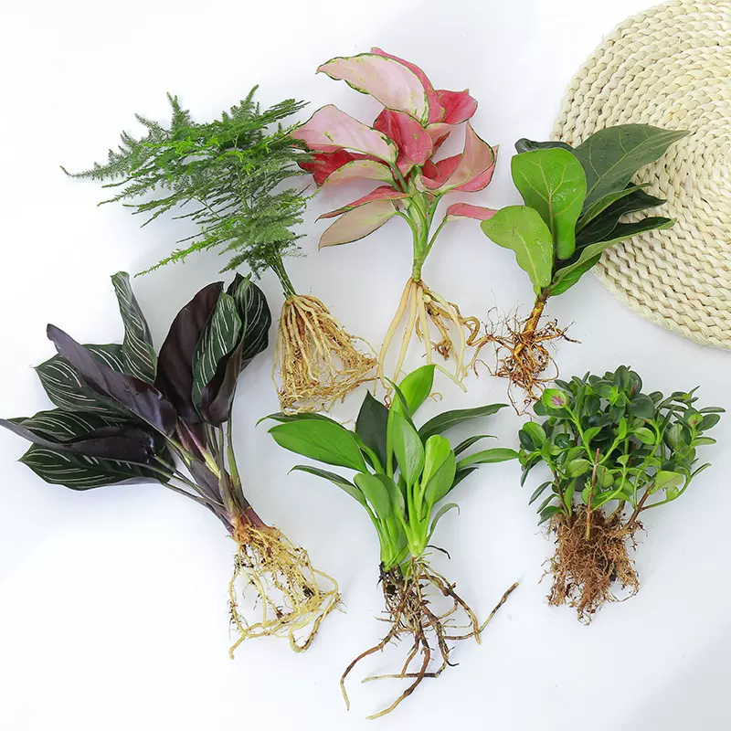 植物绿植水养白掌花卉盆栽竹芋绿萝办公室四季水生富贵竹净化空气