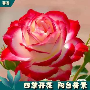 Double Happiness Rose Seedlings, Large Florals, Fragrant Roses, Purple Four-Season Potted Florals, Plants, Wall-Climbing Shrubs