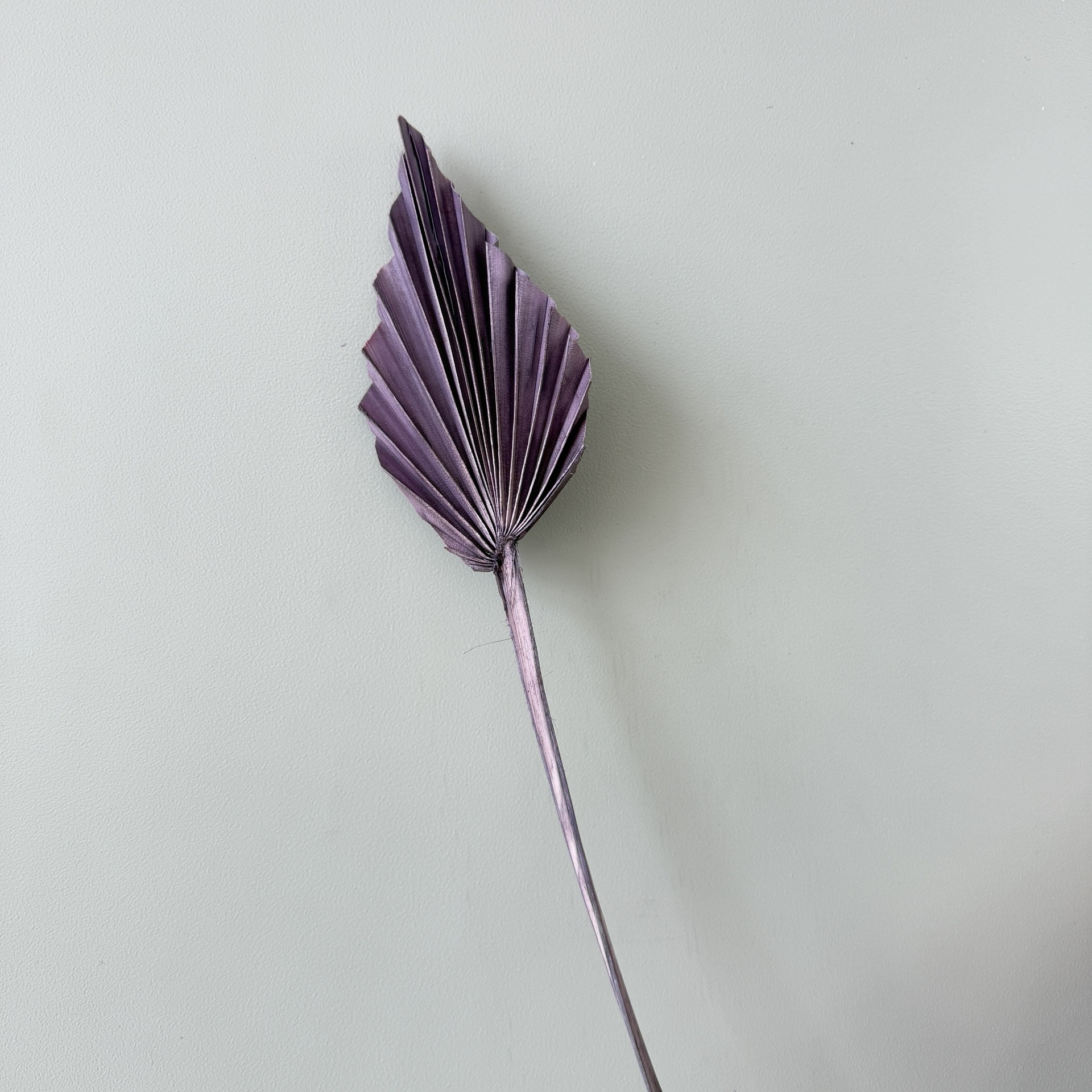 미니 포도 보라색