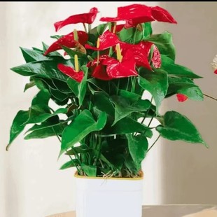 [4-6 Flowers] 2 Seedlings of Red Palm Potted Plants Come with a Pot 40-50cm High for Indoor Living Room, Shade-Tolerant and Easy to Grow, Blooming in All Seasons