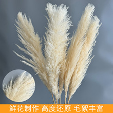 蒲苇原色漂白大芦苇婚庆装饰道具简约百搭居家花束厂家批发干花
