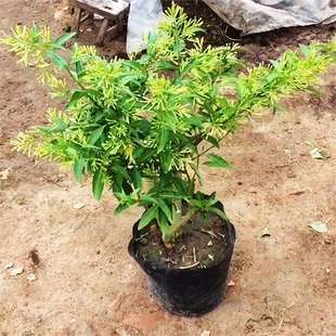 ҹ㻨ҹԾGֲֲ҃Ȼ箔_