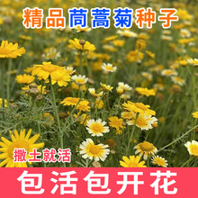 茼蒿四季开花室外茼蒿菊种子黄金菊花种籽春播木花草易种易活花海