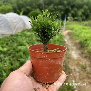 �Ϙ�ȸ���S���辰�҃�����׻�莧�������k�������渻�F�����