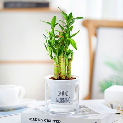 연죽 + [투명흡수대 + 비료]