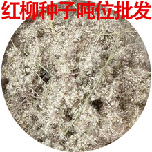 �t���N�ӹ�����ľ�N��ɳĮ�G�����L��ɳ�����Nֲ�������t����N��