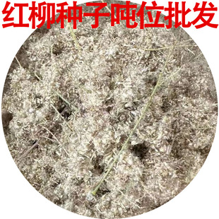 �t���N�ӹ�����ľ�N��ɳĮ�G�����L��ɳ�����Nֲ�������t����N��