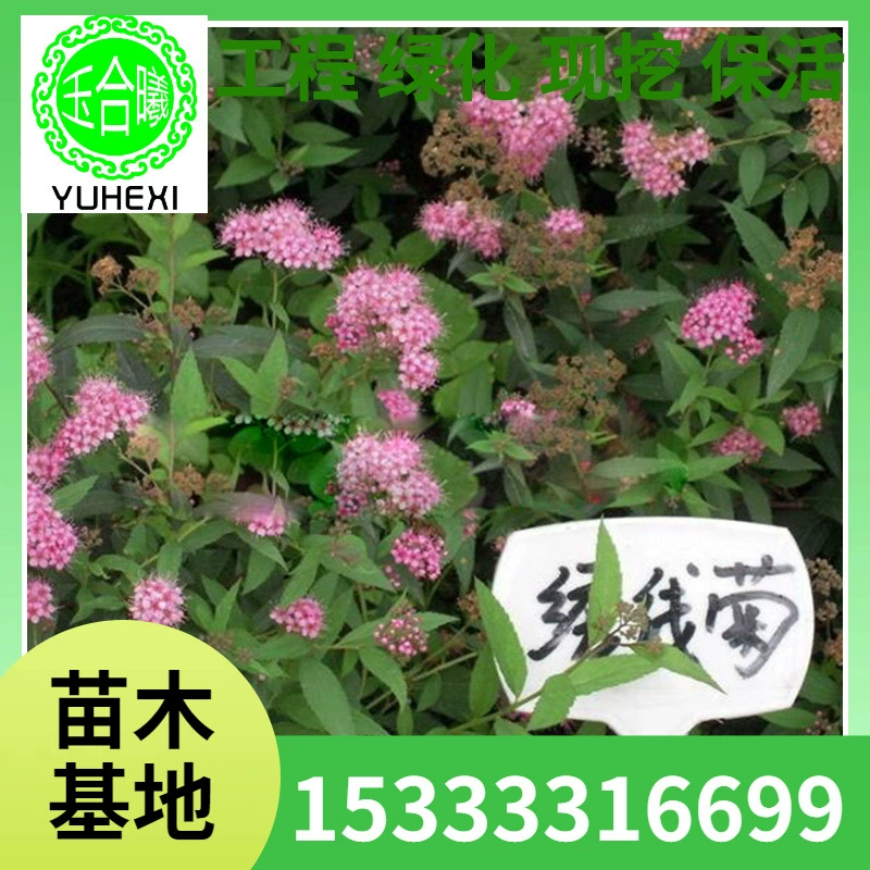 Оптовые поставки саженцев ивы женьшеня, жемчужной ивы, декоративных цветочных растений, специальных саженцев для озеленения сада и двора