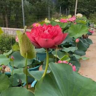 �ذ��^�p�ɻ��Nź����ɏ����ɻ�����ˮ�B�ļ��_���̨������˯ɏ