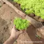 青州市植物耐寒盆栽黄金条