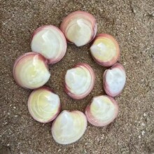 ��Ȼ����ؐ���ϸ�۸��݄���YƷ���նY��ϡ�И˱��ղ��~���쾰