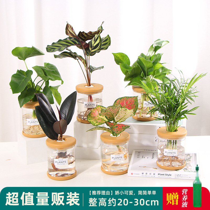 Plantas hidropónicas en maceta de flores de oficina de flores pequeñas plantas verdes en todas las estaciones, fácil de cultivar plantas en maceta de agua suculenta.
