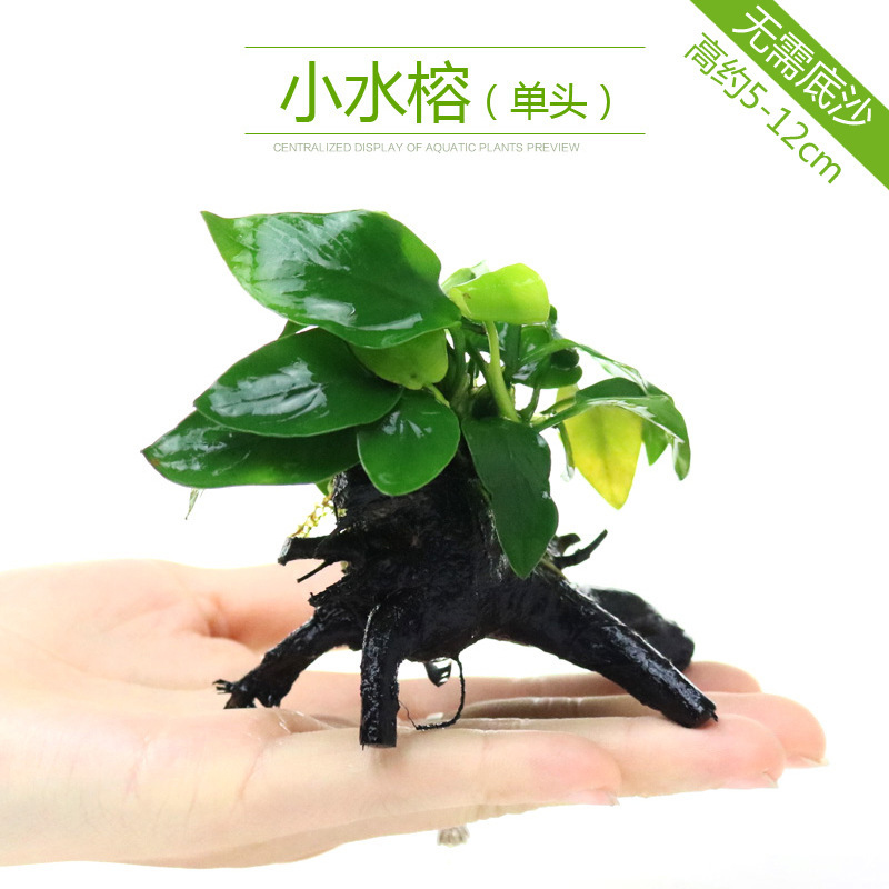 水槽造園パッケージ、水ヤシ、沈木、本物の水、淡水、無土壌植物、酸素化、低パール|undefined