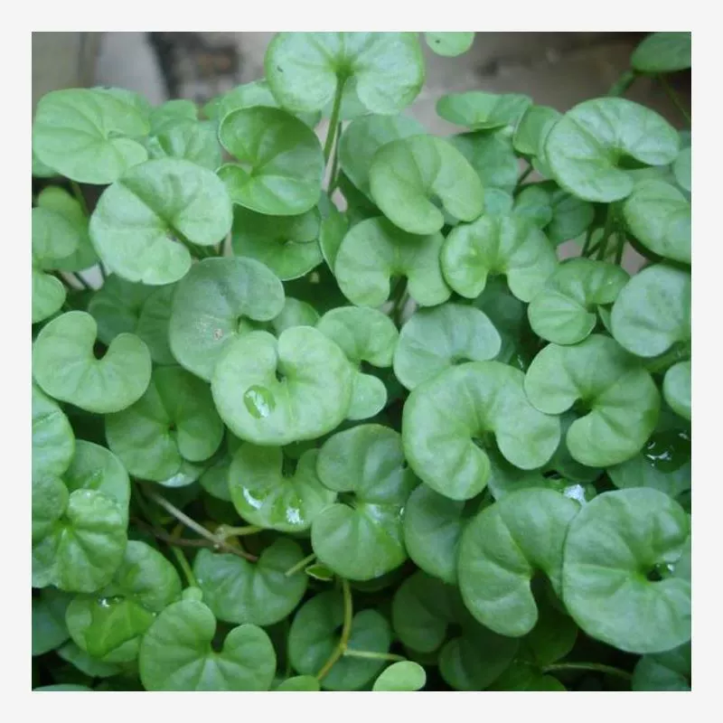 Золотые семена подковы, трава для мелких денег, семена травы для медных монет, газон, вечнозеленые, устойчивые к высоким температурам, зеленые висячие зеленые растения и цветы в любое время года.