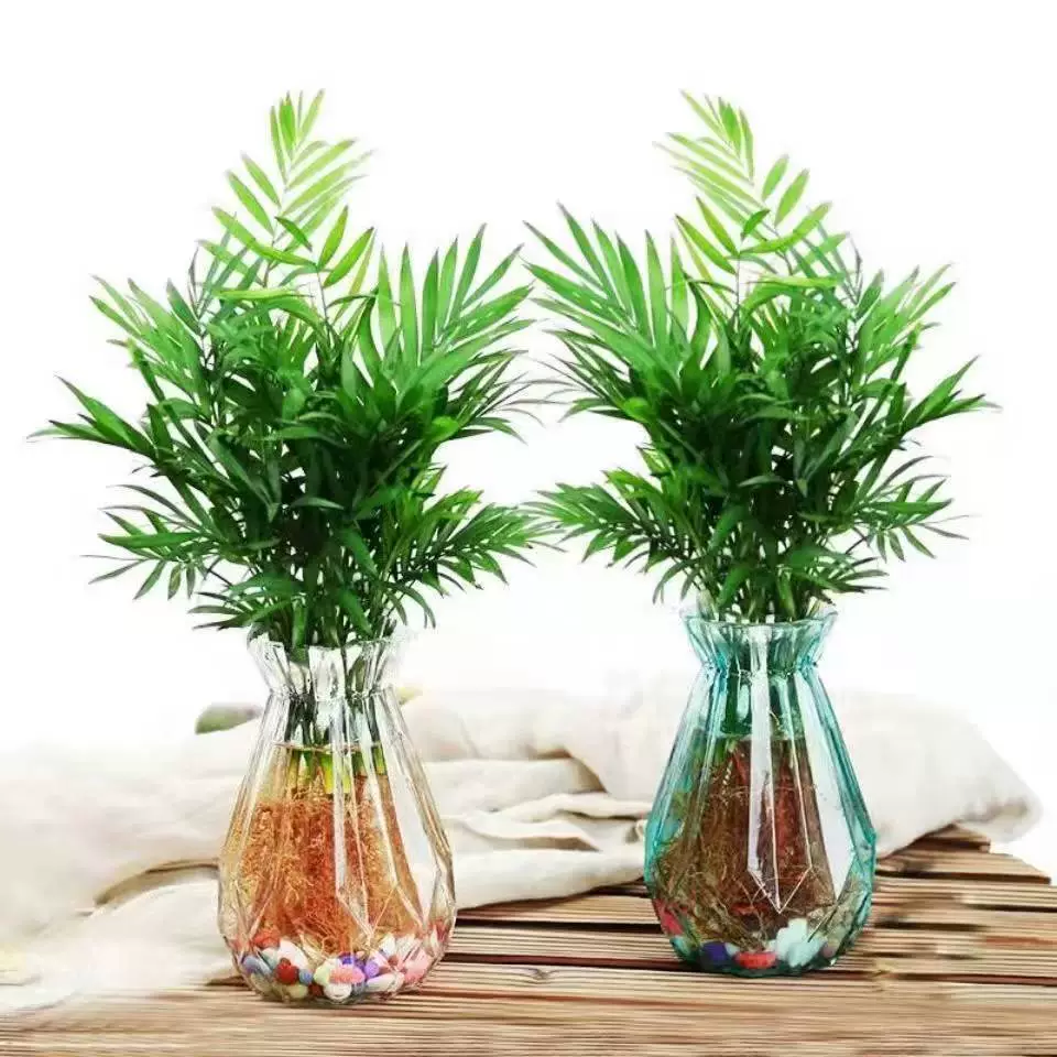 Sanwei Kwai Pocket Кокосовое растение в горшке Вечнозеленое все сезоны Хорошо кормить В помещении Зеленая посадка Офисный Настольный журнальный столик Маленький бонсай