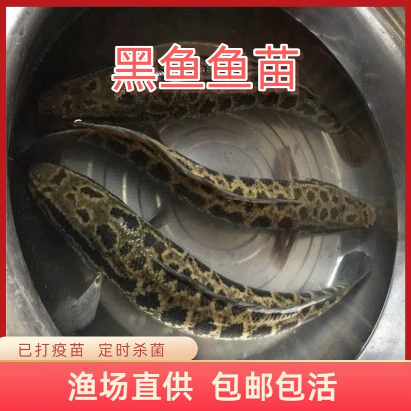 Snakehead fry are freshwater cultured and edible. Snakehead fish are good for making money. Hybrid cold water fresh ornamental fish mullet fry.
