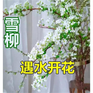 ѩ���r֦��ѿ����ˮ��ֲ���֦ˮ�B�����҃Ȳ廨������֧�r�����